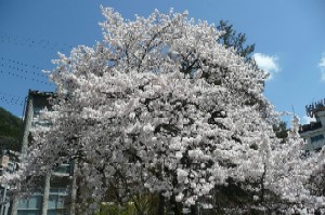 sakura0408.JPG