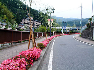 温泉街のサツキ、今が見ごろ 