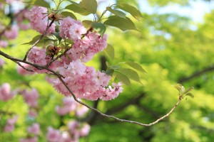 八重桜