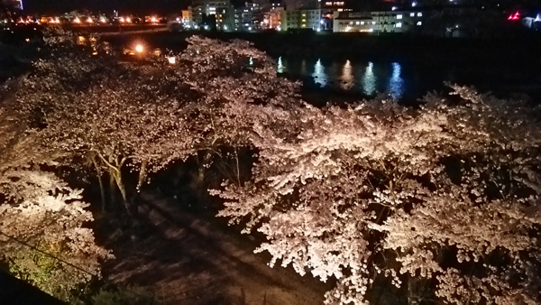 望川館　夜桜-0101